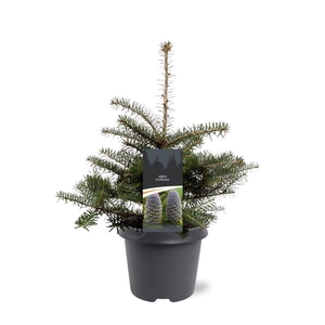 Abies koreana