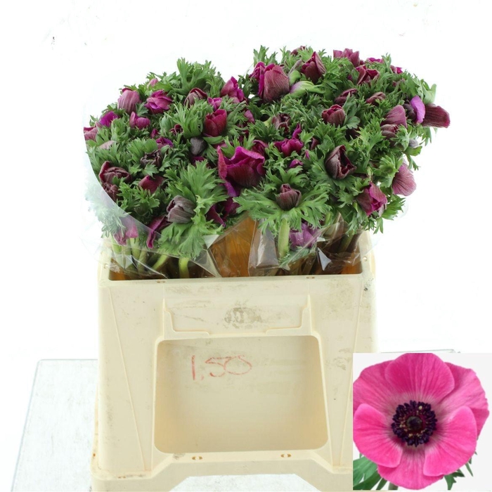 <h4>ANEM CO MAR ORCHID</h4>