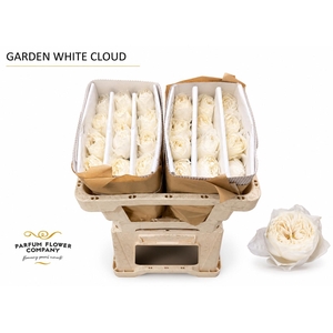 Rosa Garden White Cloud