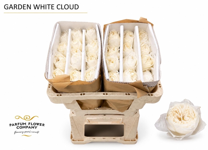 <h4>Rosa Garden White Cloud</h4>