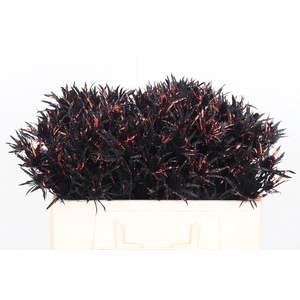 Eryn Kl Bh Black/orange