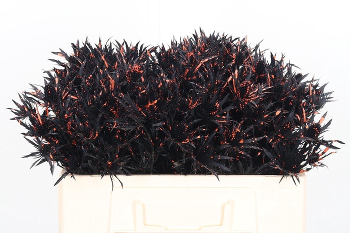 <h4>Eryn Kl Bh Black/orange</h4>