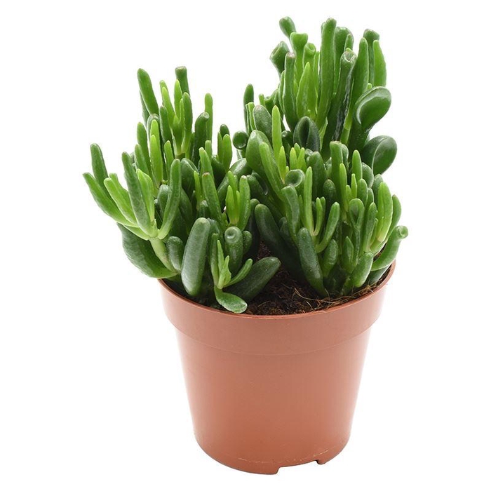 <h4>Crassula ovata Hobbit</h4>