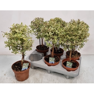 MYRTUS COM VARIEGATA