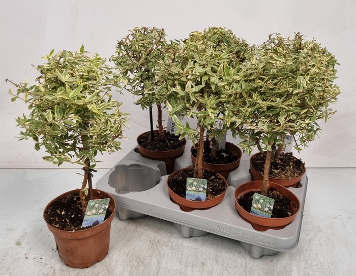 <h4>MYRTUS COM VARIEGATA</h4>