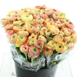 Ran Bulbilly Salmon Super