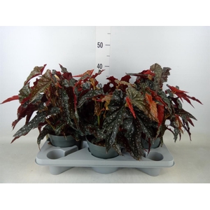 Begonia BD mac. 'Black Forest'