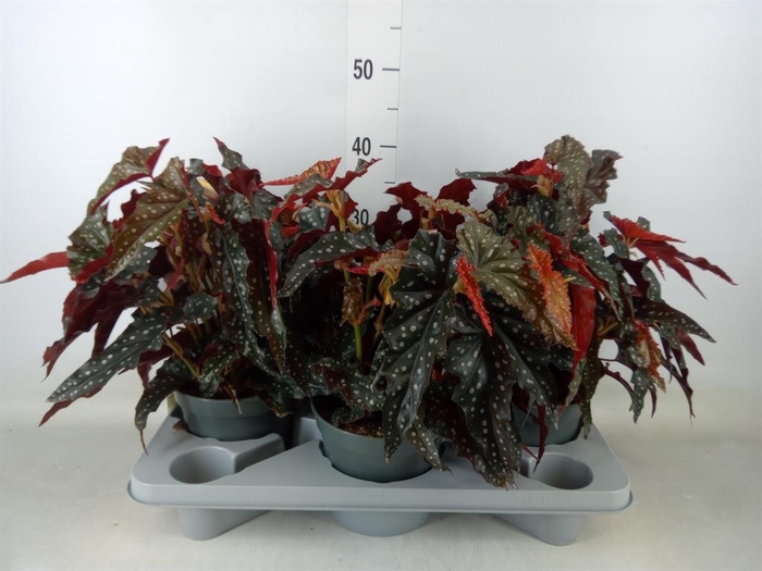 <h4>Begonia BD mac. 'Black Forest'</h4>