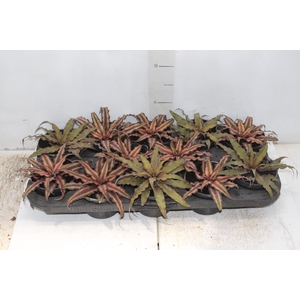 CRYPTANTHUS P11