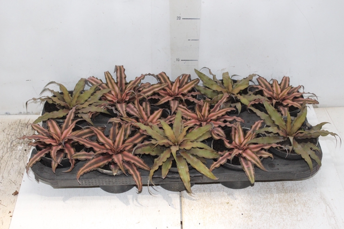 <h4>CRYPTANTHUS P11</h4>