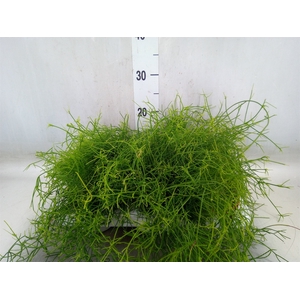 Rhipsalis cassutha