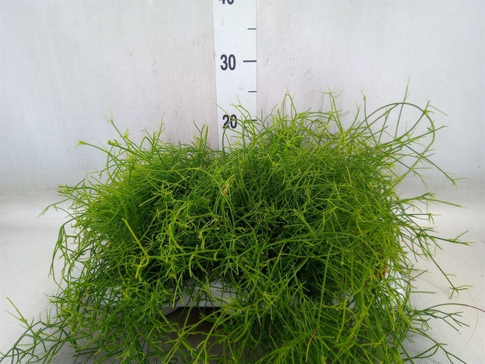 <h4>Rhipsalis cassutha</h4>