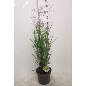 Panicum virgatum 'Heavy Metal'