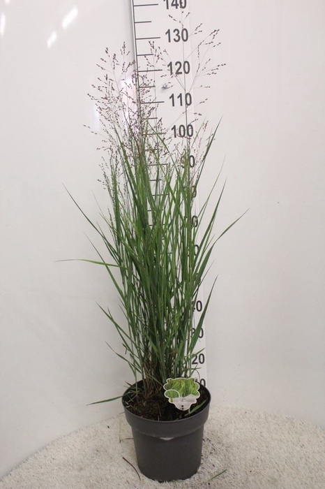 <h4>Panicum virgatum 'Heavy Metal'</h4>