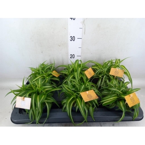 Chlorophytum com. 'Bonnie'