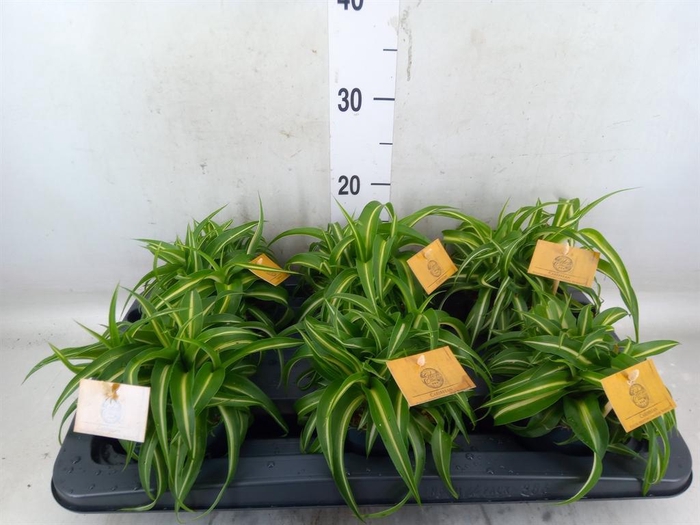 <h4>Chlorophytum com. 'Bonnie'</h4>