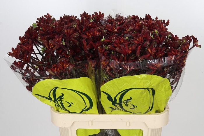 <h4>Anigozanthos Early Spring</h4>