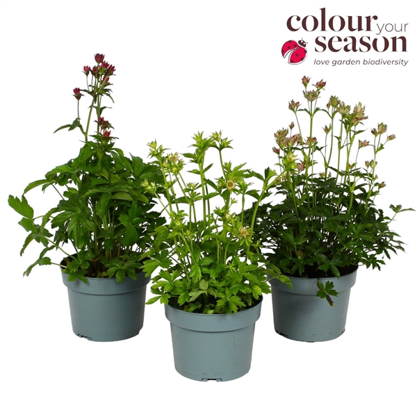 <h4>Astrantia mix</h4>