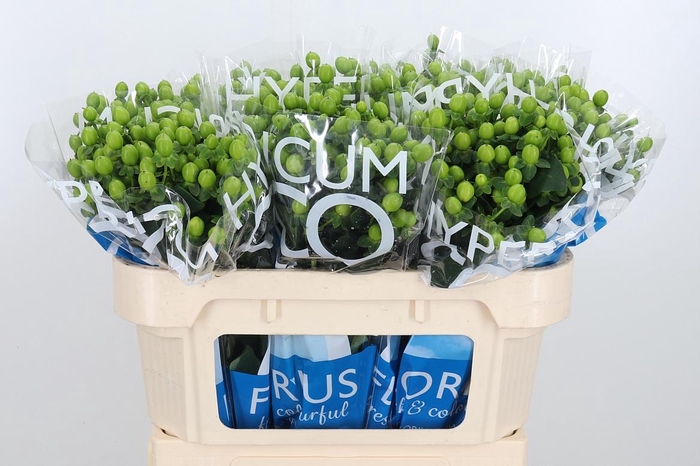 <h4>Hyp Coco Bamboo</h4>