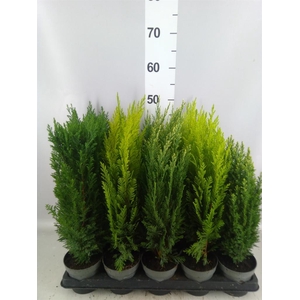 Conifers   ...mix