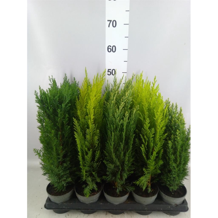 <h4>Conifers   ...mix</h4>