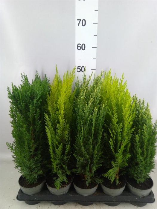 Conifers   ...mix