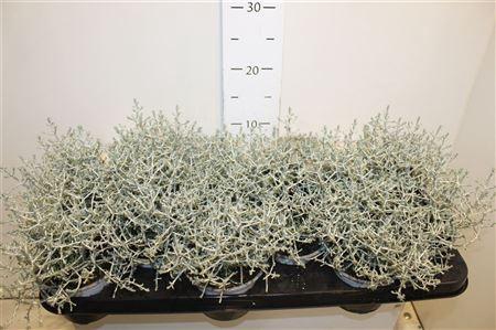 <h4>Leucoph Brownii</h4>