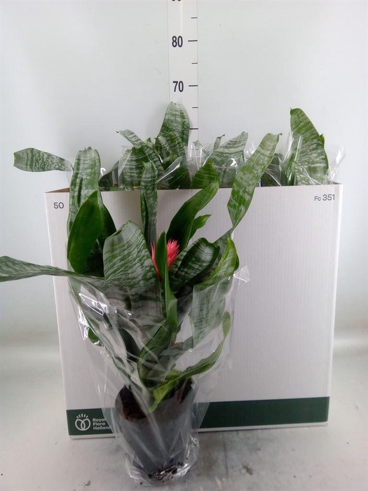 <h4>Aechmea fasciata 'Primera'</h4>
