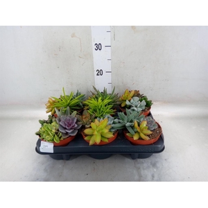 Succulents   ...