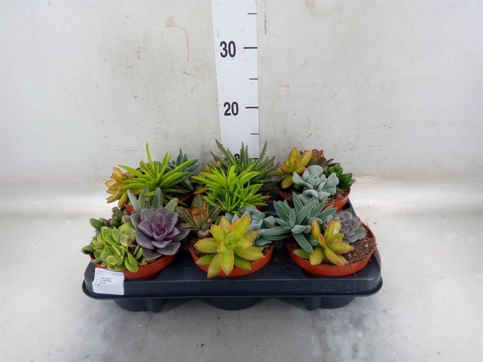 <h4>Succulents ...</h4>