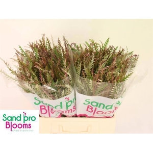 GREVI IVANHOE BRONZE