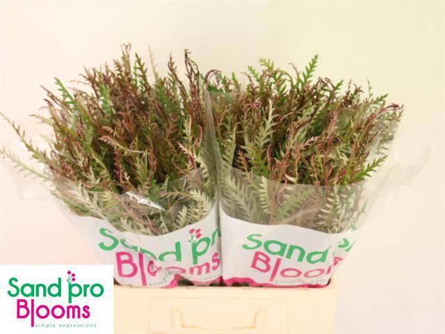 <h4>GREVI IVANHOE BRONZE</h4>