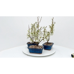 Prunus 'Kojou-no-mai', pot 21cm.