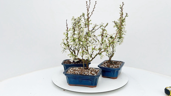 <h4>Prunus 'Kojou-no-mai', pot 21cm.</h4>
