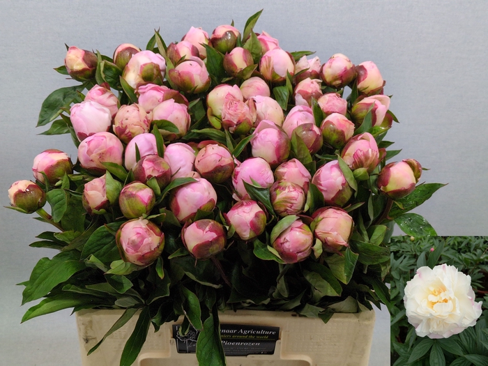<h4>PAEO L GARDENIA</h4>