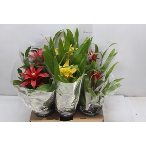 GUZMANIA VARIADA P12