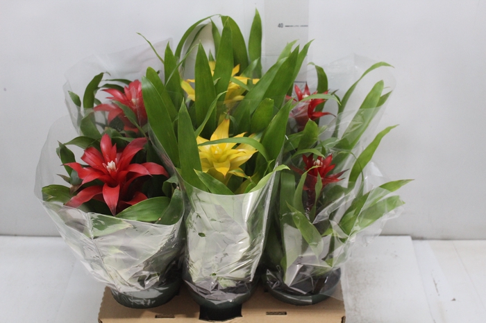 <h4>GUZMANIA VARIADA P12</h4>
