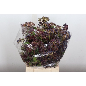 Viburnum Staalbes 250 Gr