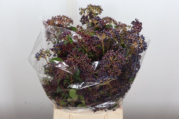 <h4>Viburnum Staalbes 250 Gr</h4>