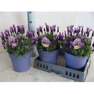 Lavandula stoec.