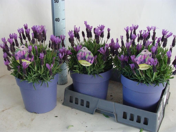 <h4>Lavandula stoec.</h4>