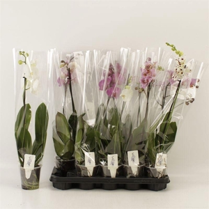 PHAL GEM