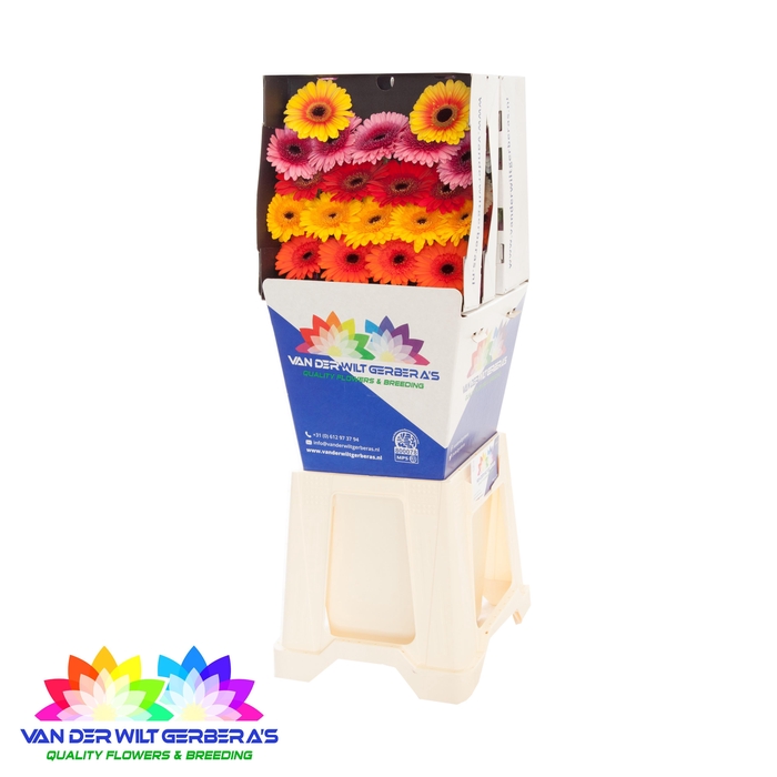 <h4>Germini Mix Autumn Diamond</h4>