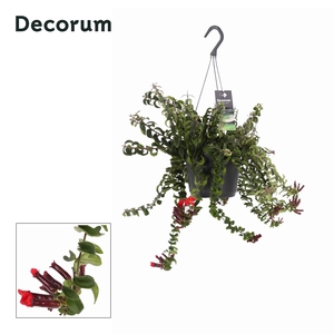 Aeschynanthus Swing ( met gekruld blad)
