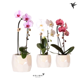 Kolibri Orchids Cascade Niagara Fall mix 1 spike in Pearl pot travertine