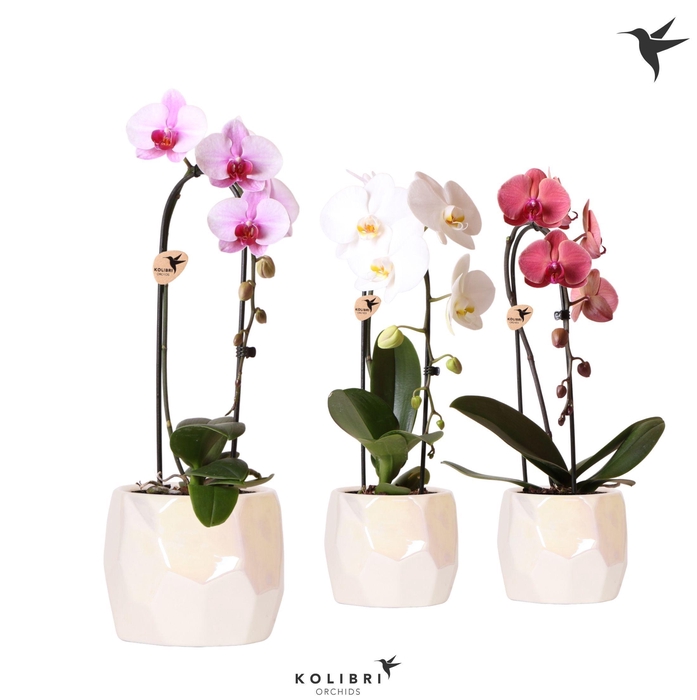 <h4>Kolibri Orchids Cascade Niagara Fall mix 1 spike in Pearl pot travertine</h4>