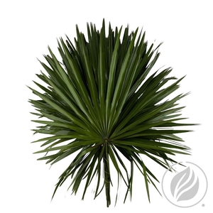 Palmetto X15