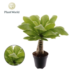 Brighamia insignis Hawaiian Palm