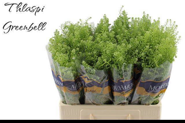 <h4>LEP RU GREEN BELL</h4>