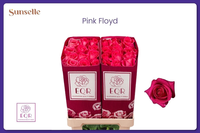 <h4>R GR PINK FLOYD!</h4>